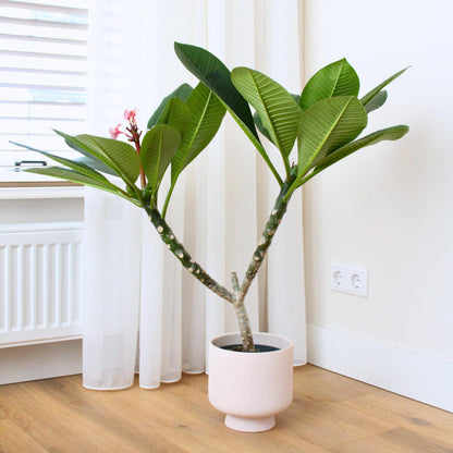 Frangipani - Plumeria Rubra 'rosa' - Altura 55-70cm - ⌀17cm_1