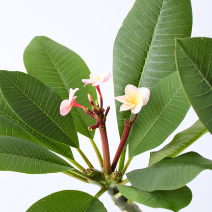 Frangipani - Plumeria Rubra 'rosa' - Altura 55-70cm - ⌀17cm_3