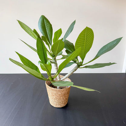 Frangipani - Plumeria Rubra 'rosa' - Incluye Cesta - Altura 55-70cm - ⌀17cm_4
