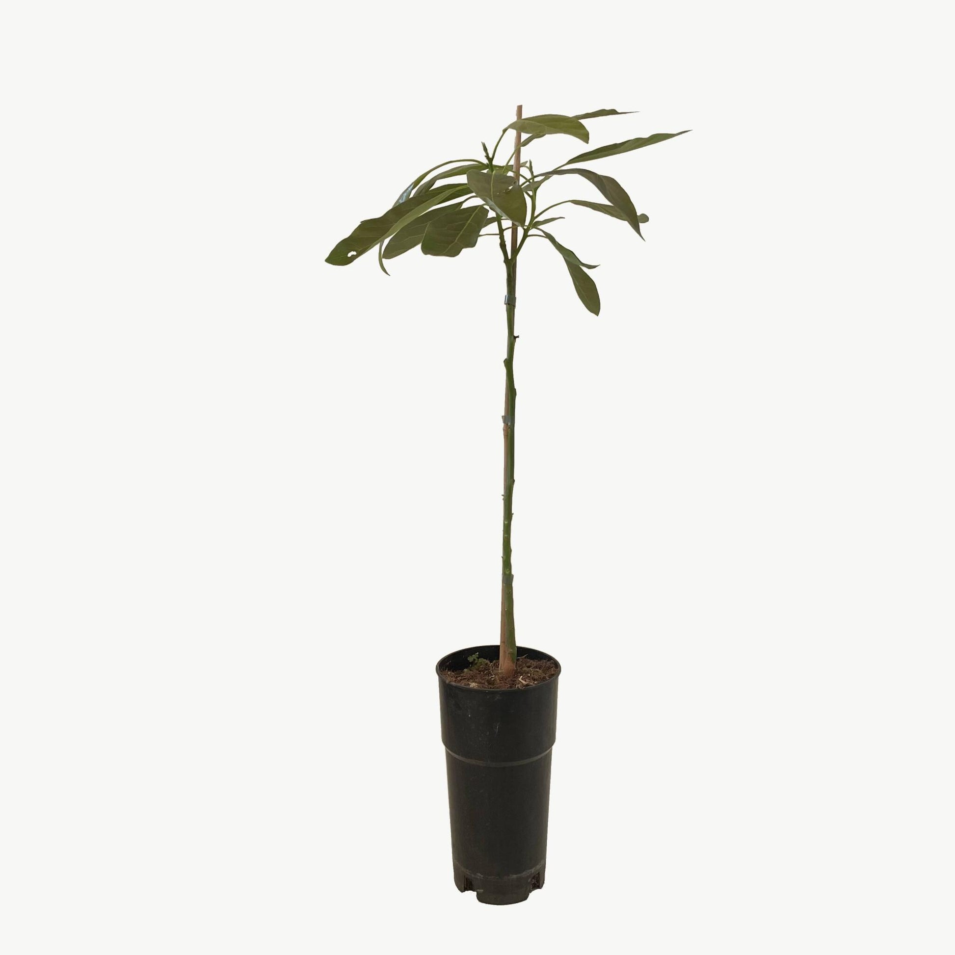 Frutal Aguacate Hass - Planta Natural - Maceta Tubo - Altura Aprox. 120cm._1