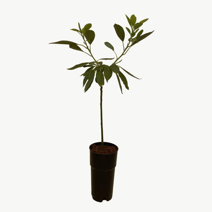 Frutal Aguacate Hass - Planta Natural - Maceta Tubo - Altura Aprox. 120cm._2