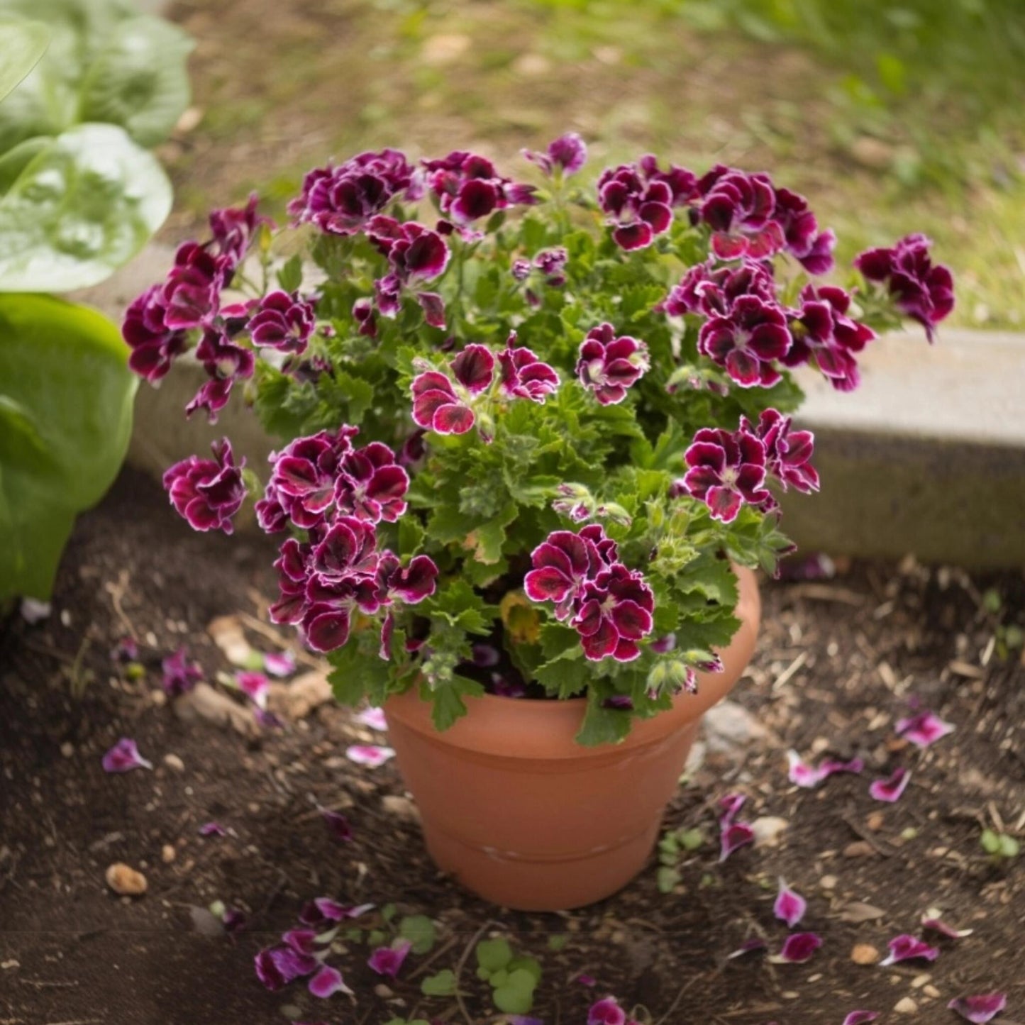 Geranio Real - 6 Pzs - Pelargonium - Altura 15-25cm - ⌀105cm_4