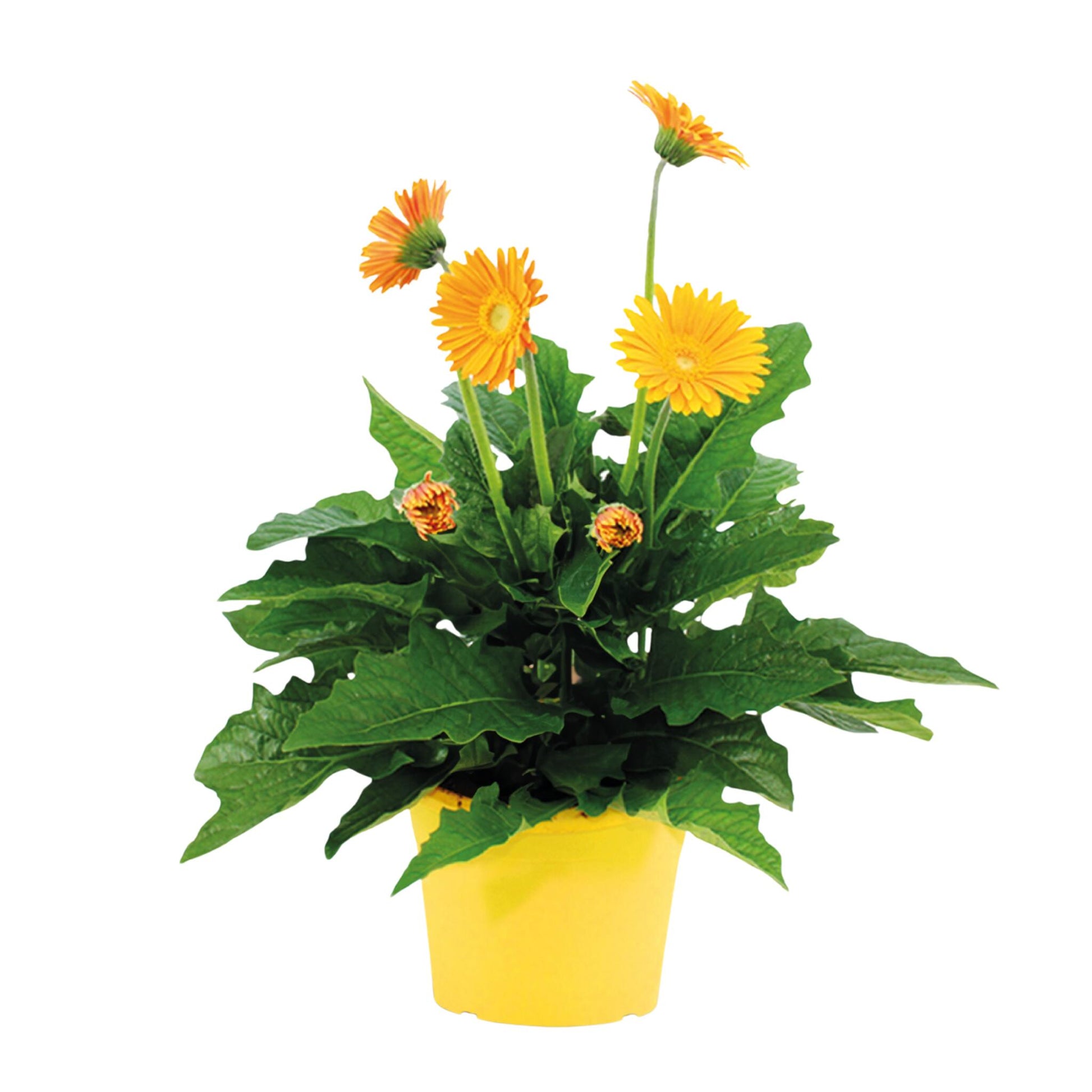 Gerbera Garvinea - Amarilla - Altura 45-60cm - ⌀19cm_0