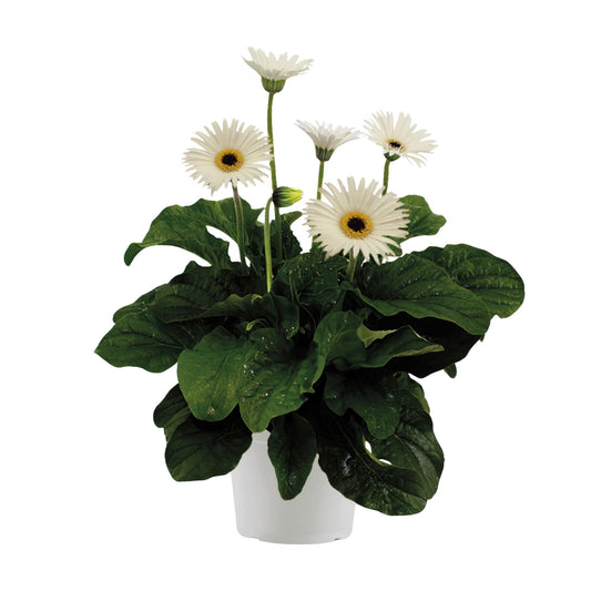 Gerbera Garvinea - Blanca - Altura 45-60cm - ⌀19cm_0