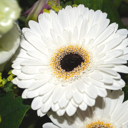 Gerbera Garvinea - Blanca - Altura 45-60cm - ⌀19cm_3