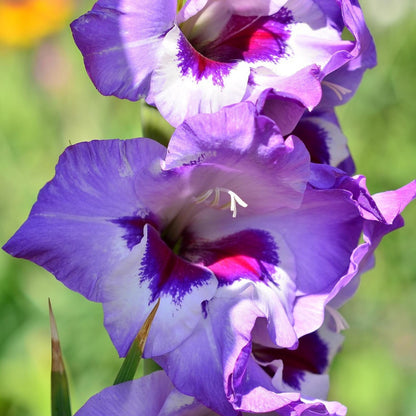 Gladiolo - 21 Pzs - Gladiolus 'passos' - Bulbos De Flores - Púrpura_3