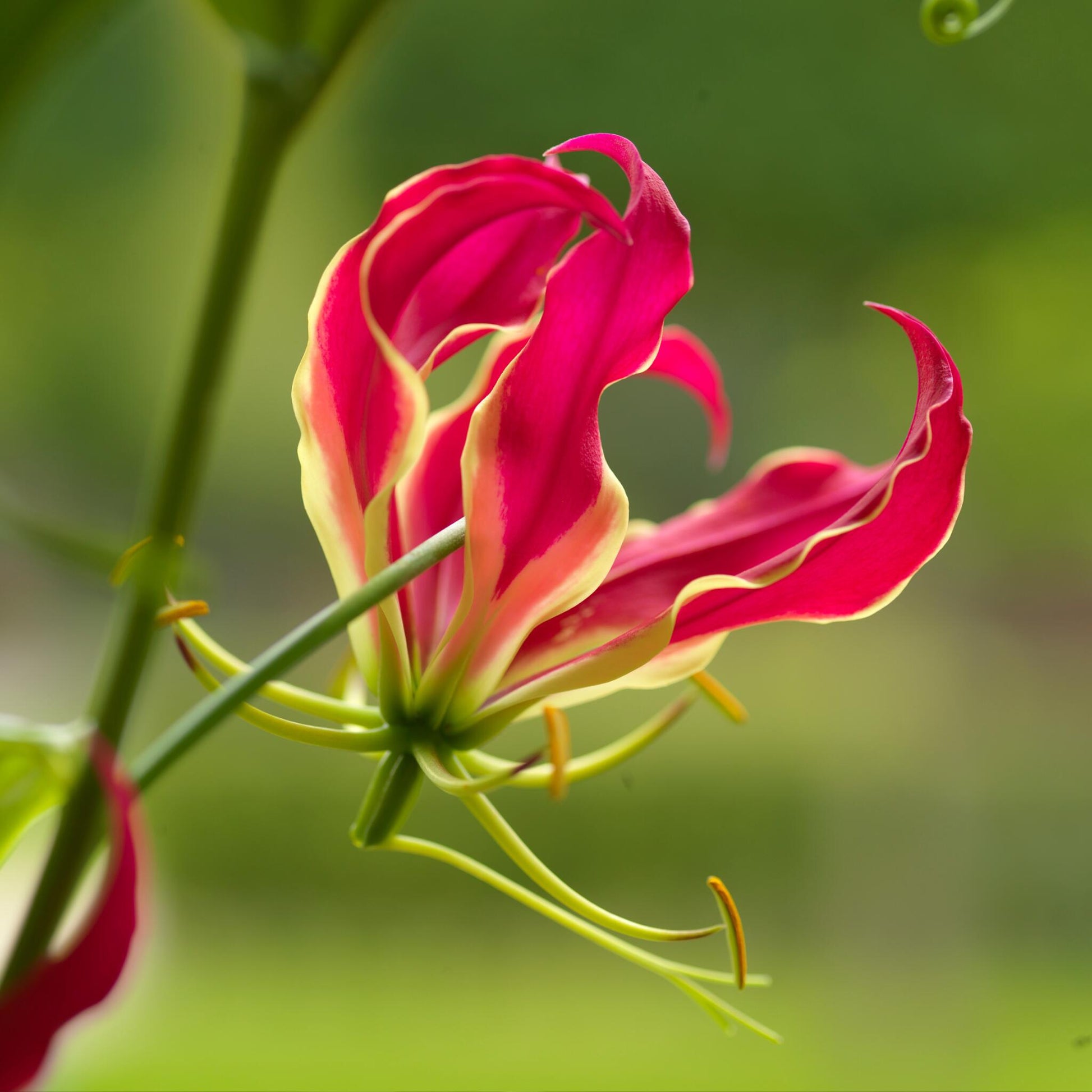 Gladiolo - 3 Pzs - Gloriosa 'rothschildiana' - Cepellones - Rojo_3