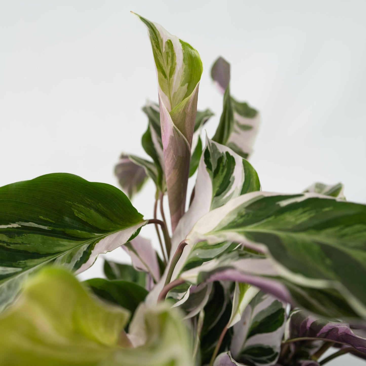 Goeppertia Lietzei - Calathea 'white Fusion' - Altura 30-40cm - ⌀14cm_3