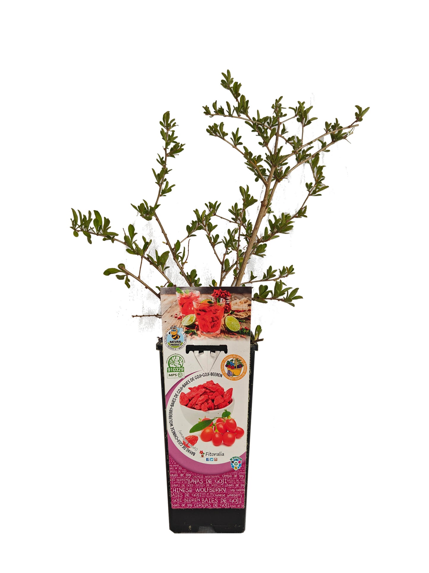 Goji En Maceta 2 L. Natural - Fitoralia_0