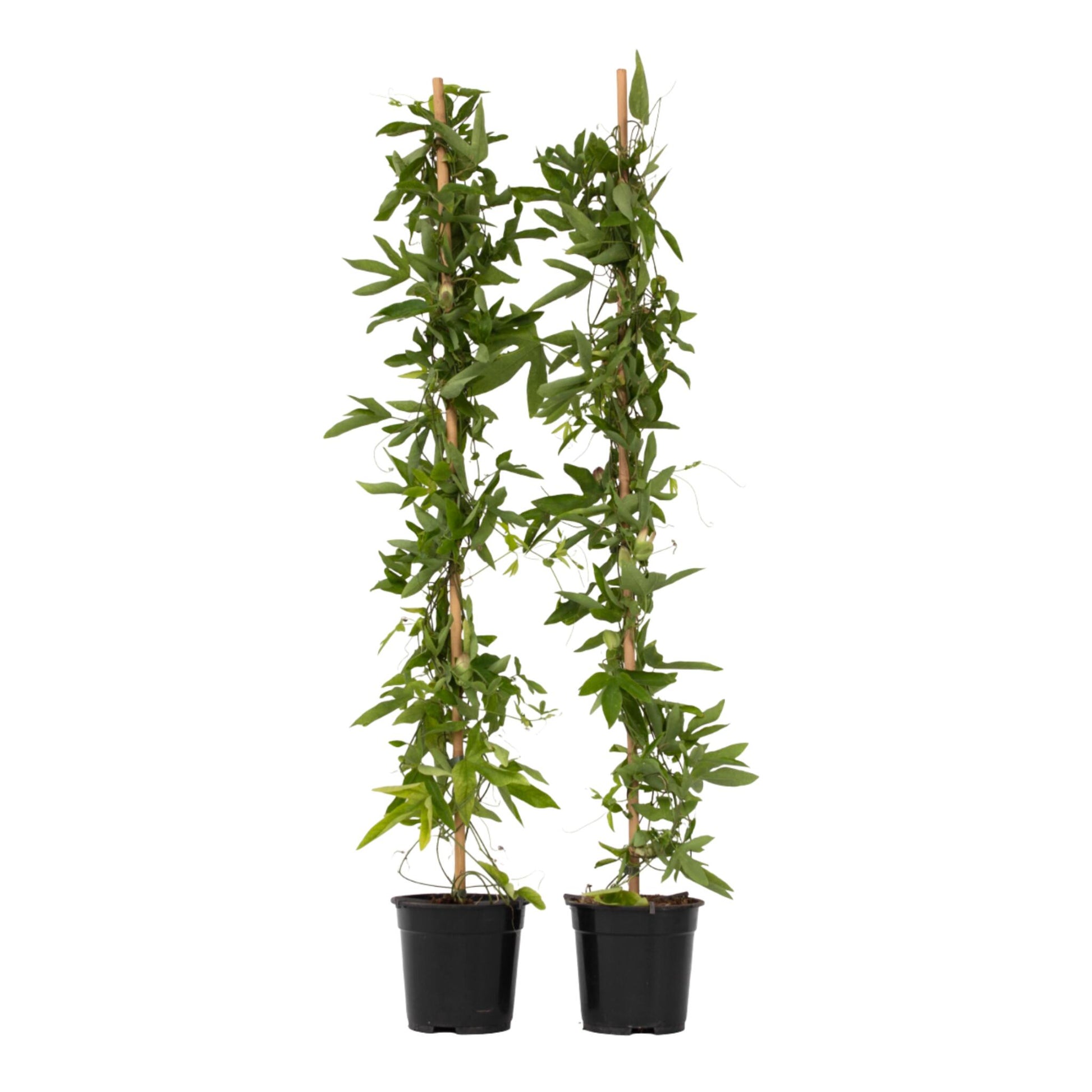 Granadilla - 2 Pzs - Passiflora 'victoria' - Altura 110-120cm - ⌀17cm_0