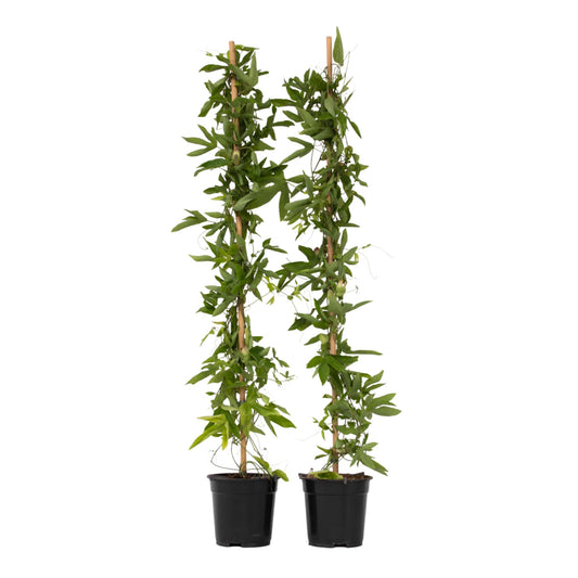 Granadilla - 2 Pzs - Passiflora 'victoria' - Altura 110-120cm - ⌀17cm_0