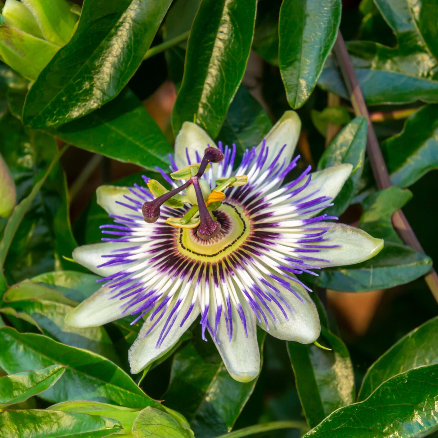 Granadilla - 3 Pzs - Passiflora Hybridum - Altura 25-40cm - ⌀9cm_3