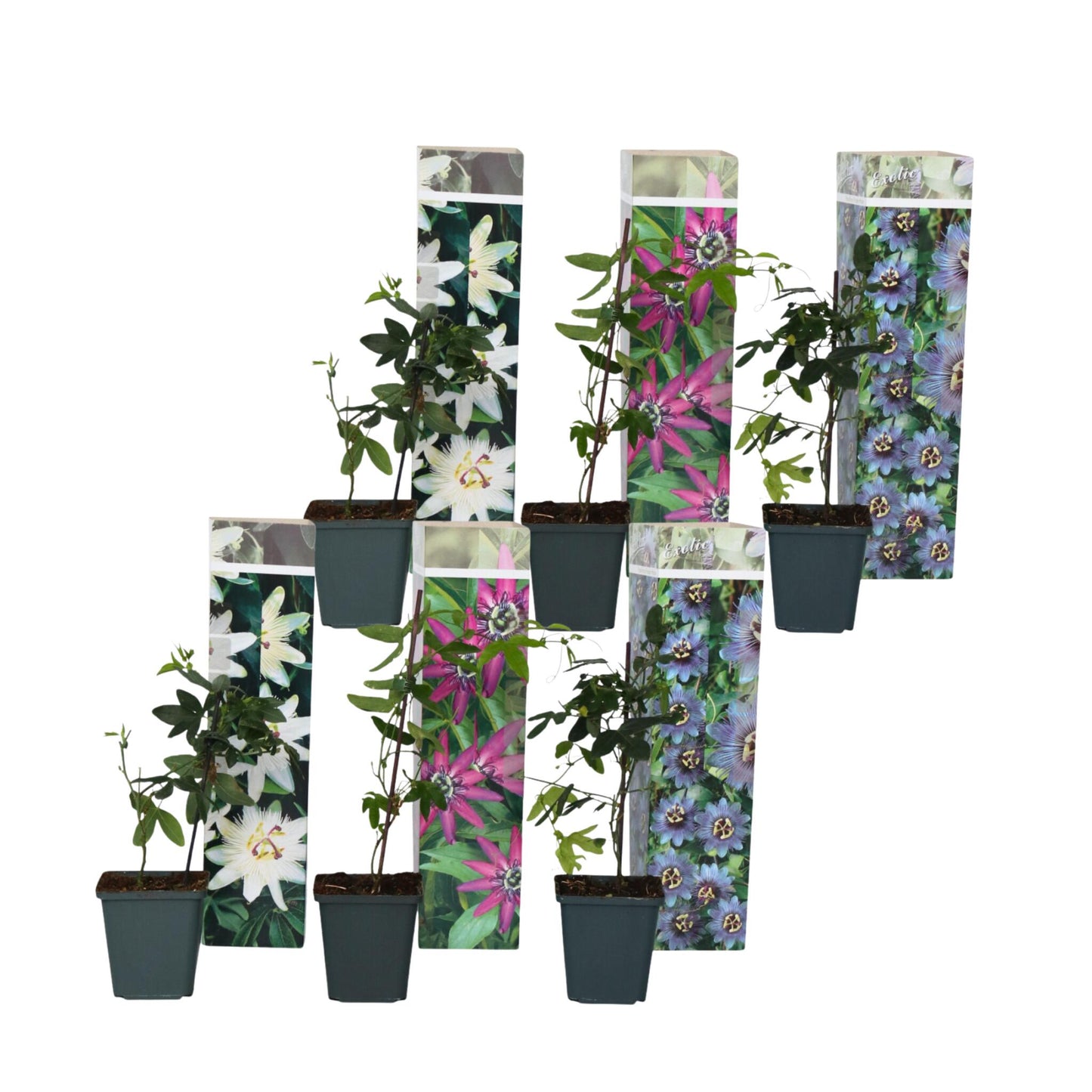 Granadilla - 6 Pzs - Passiflora Hybridum - Altura 25-40cm - ⌀9cm_0