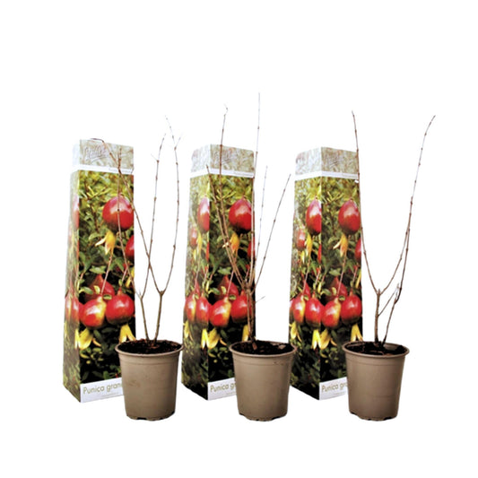 Granado - 3 Pzs - Punica Granatum - Altura 25-40cm - ⌀9cm_0