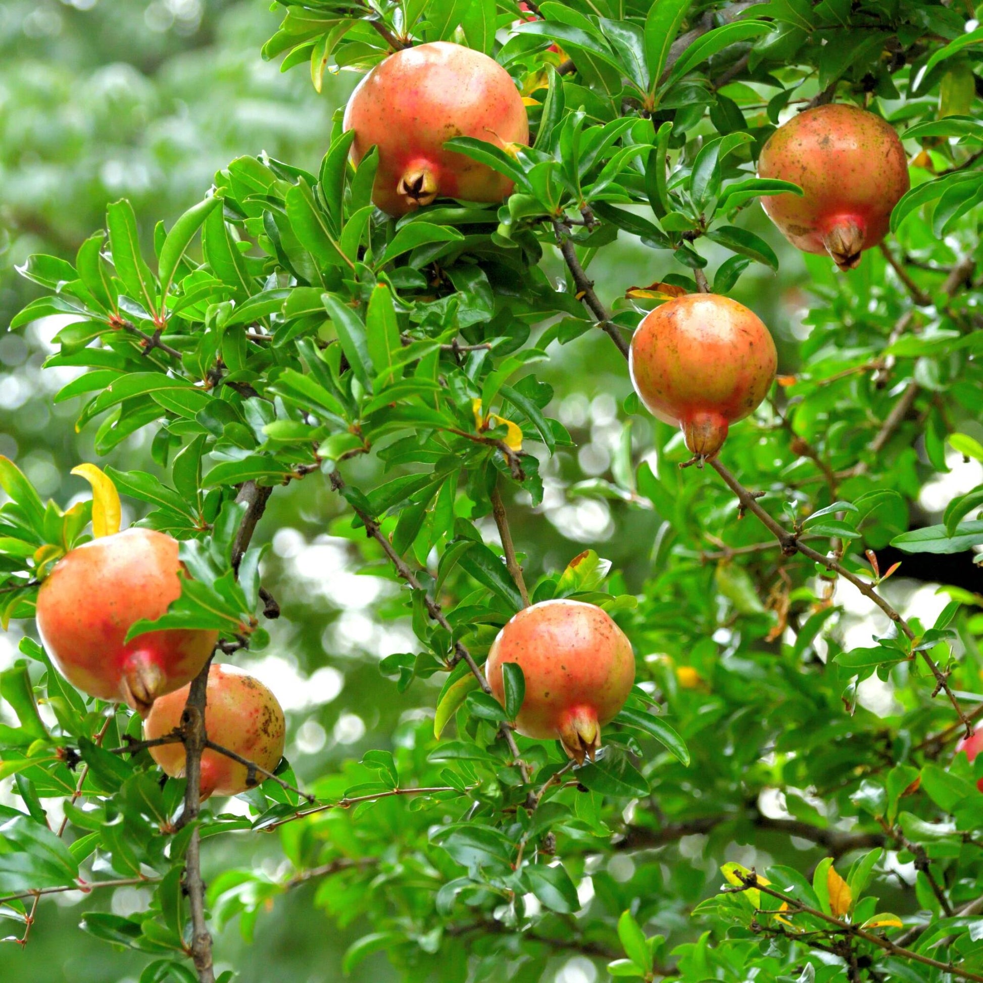 Granado - 3 Pzs - Punica Granatum - Altura 25-40cm - ⌀9cm_1