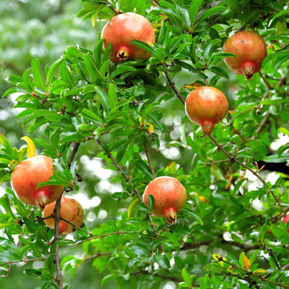 Granado - 3 Pzs - Punica Granatum - Altura 25-40cm - ⌀9cm_1