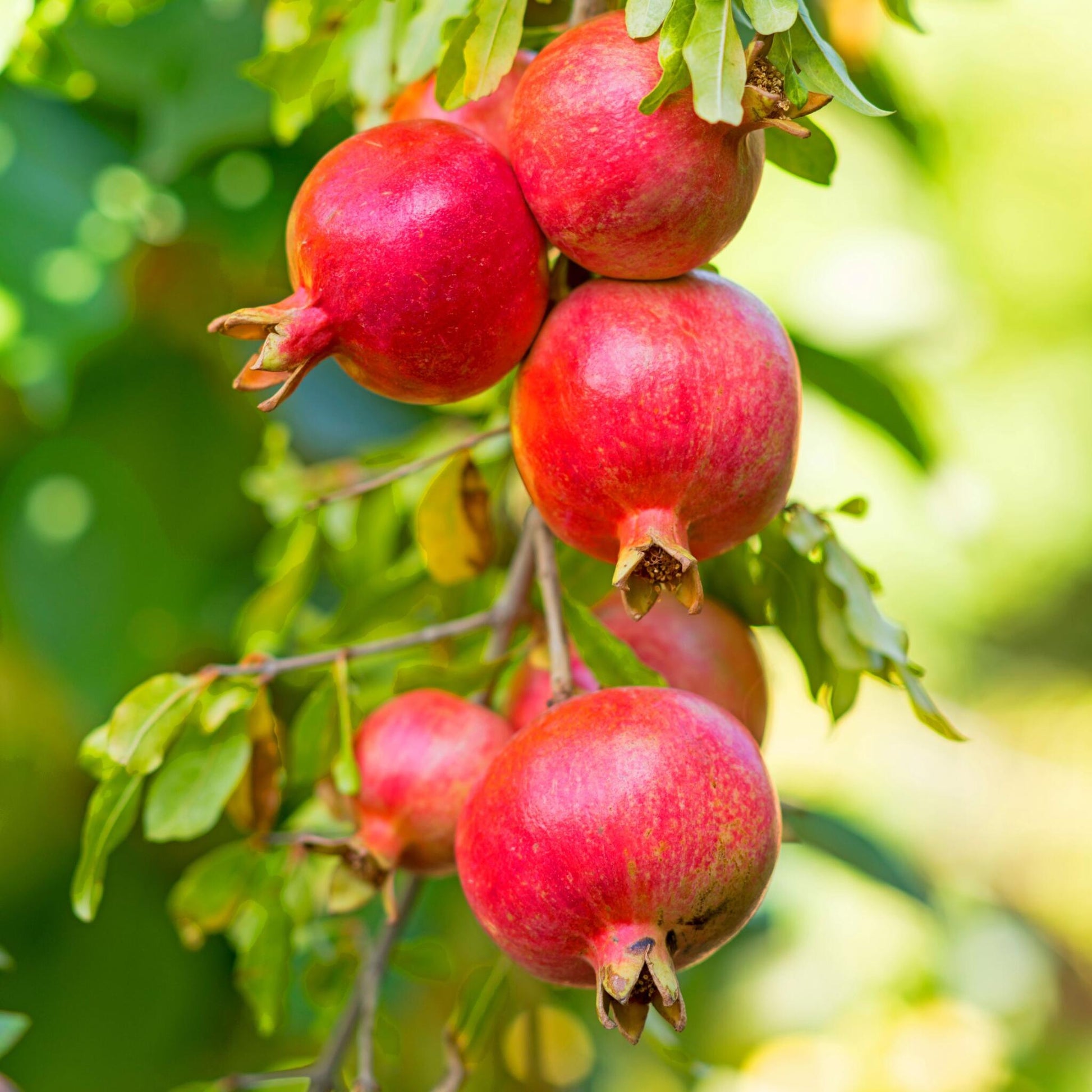 Granado - 6 Pzs - Punica Granatum - Altura 25-40cm - ⌀9cm_3