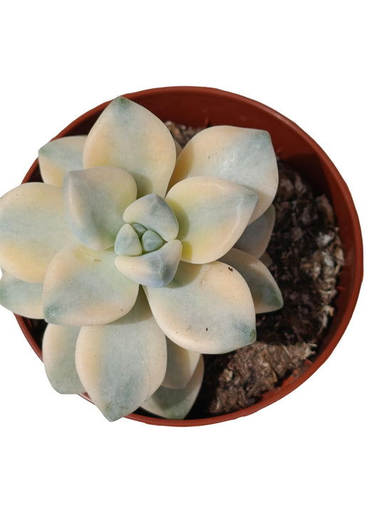 Graptoveria 'titubans' Variegata Planta Suculenta Natural Ø8_0