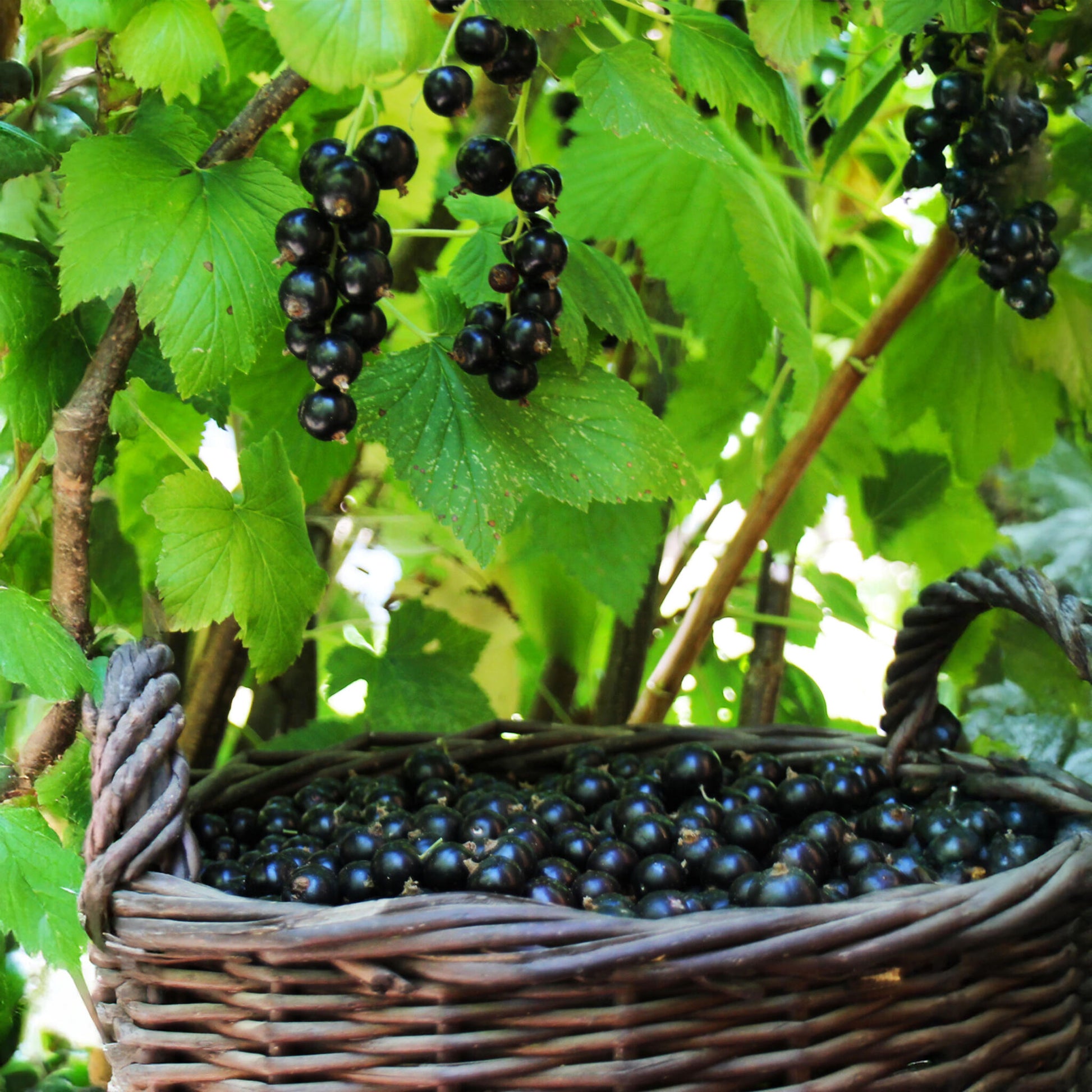 Grosella Negra - Ribes Nigrum 'titania' - Altura 90-100cm - ⌀21cm_1