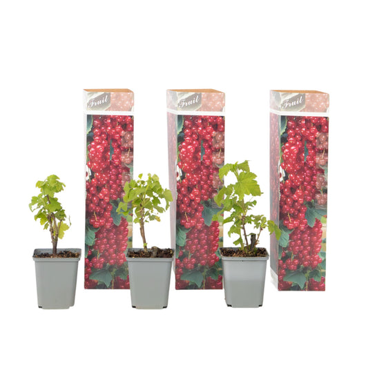 Grosella Roja - 3 Piezas - Ribes Rubrum - Altura 25-40cm - ⌀9cm_0