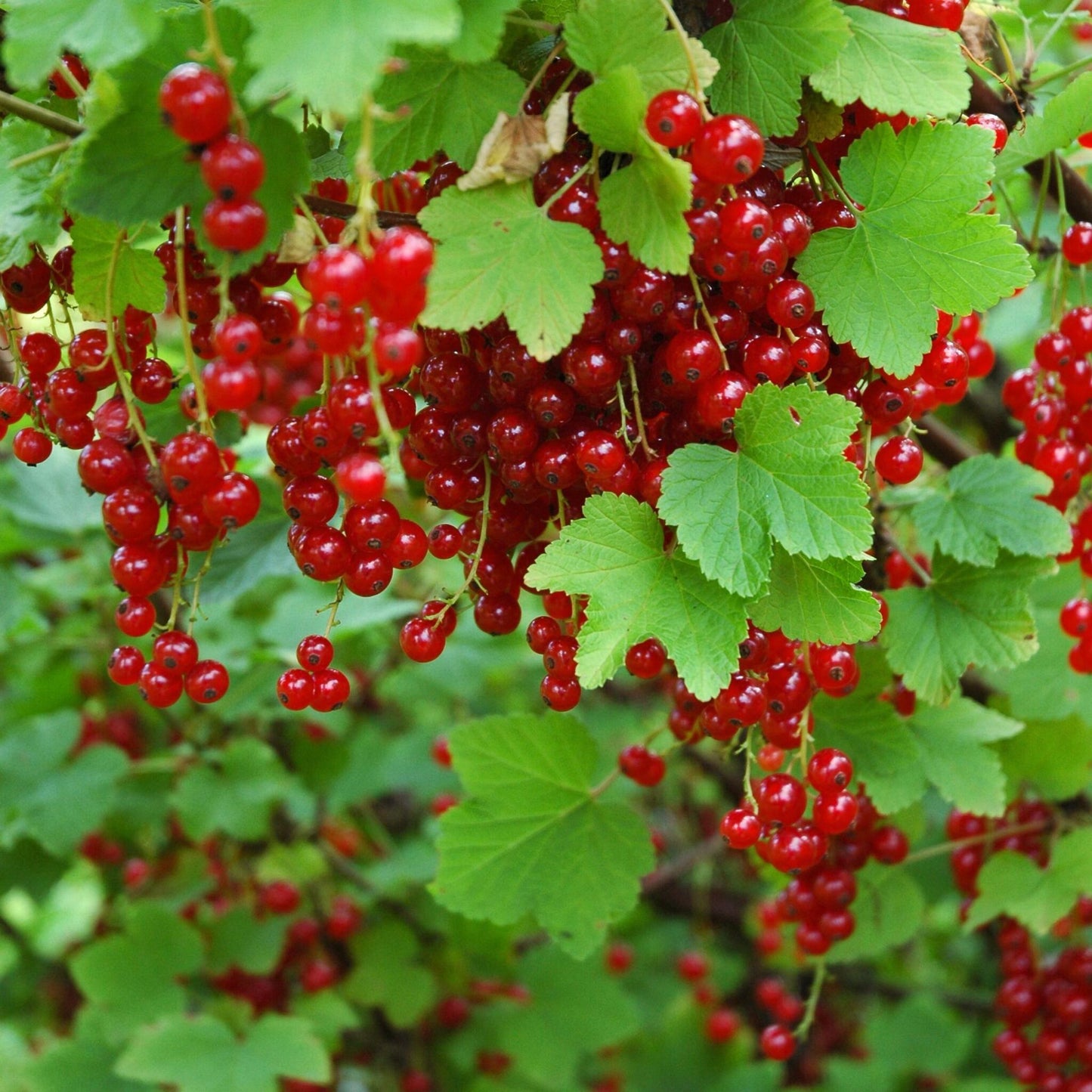 Grosella Roja - 3 Piezas - Ribes Rubrum - Altura 25-40cm - ⌀9cm_1