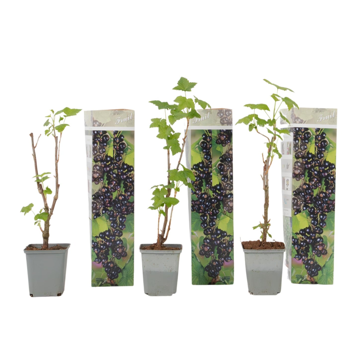 Grosello Negro - 3 Piezas - Ribes Nigrum - Altura 25-40cm - ⌀9cm_0