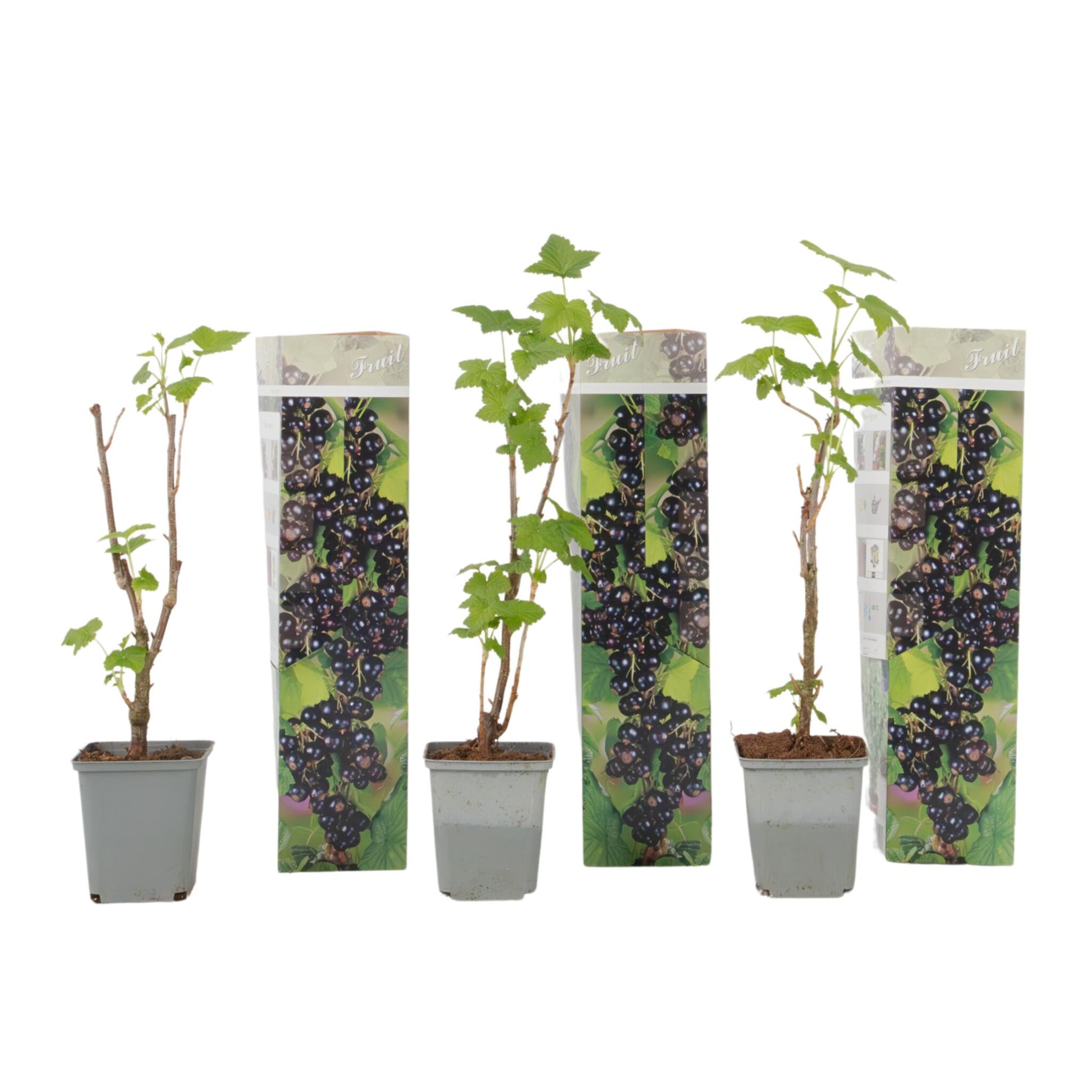 Grosello Negro - 3 Piezas - Ribes Nigrum - Altura 25-40cm - ⌀9cm_0