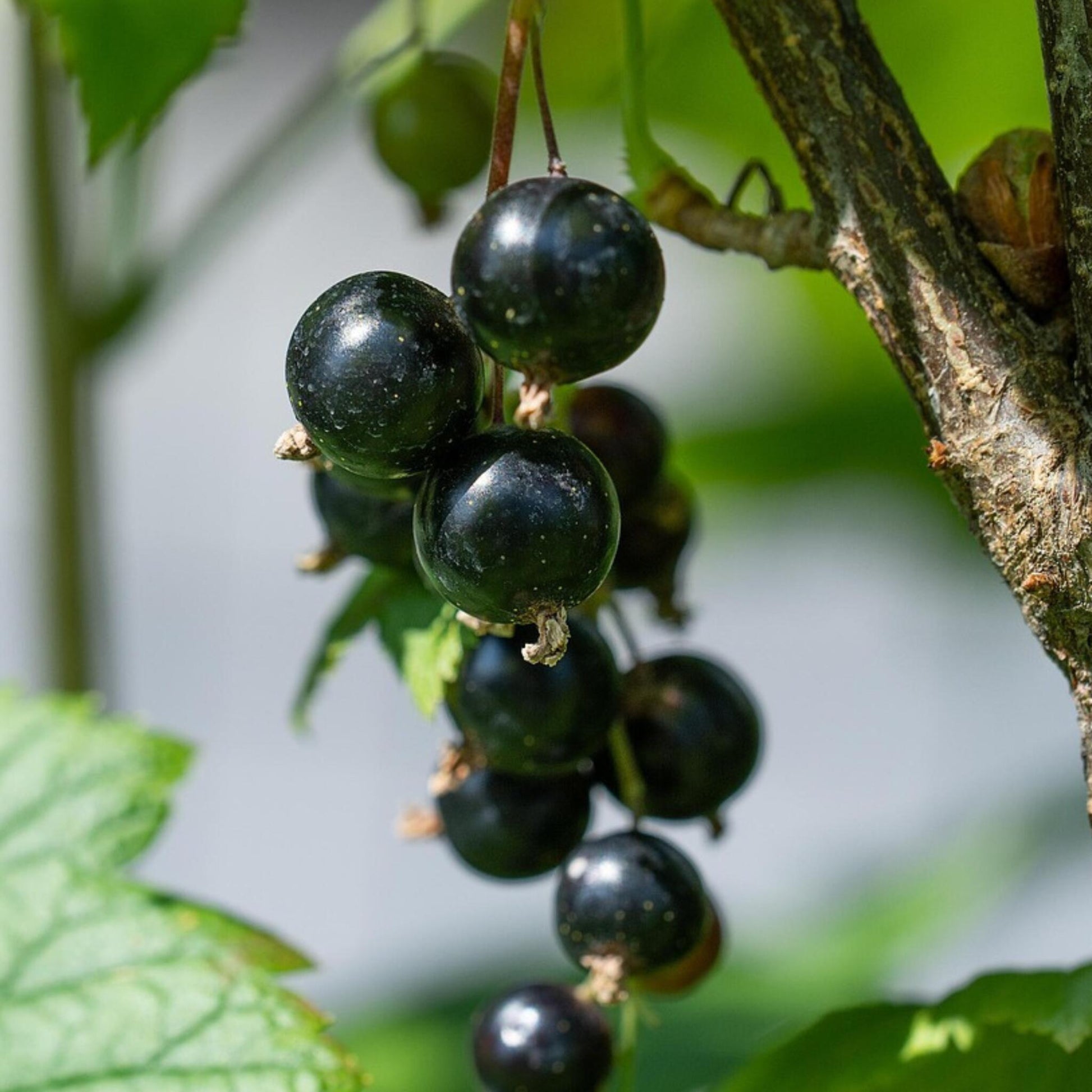 Grosello Negro - 3 Piezas - Ribes Nigrum - Altura 25-40cm - ⌀9cm_3