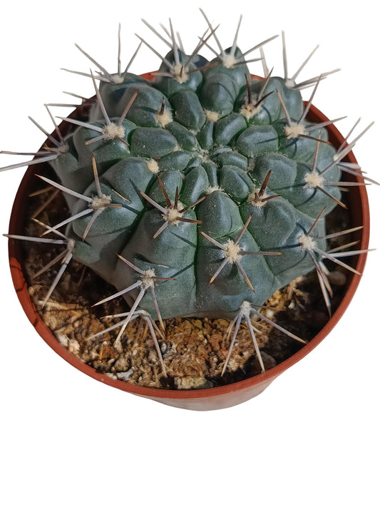 Gymnocalycium Gibbosum Var Nigrum Planta Suculenta Natural Ø8_0
