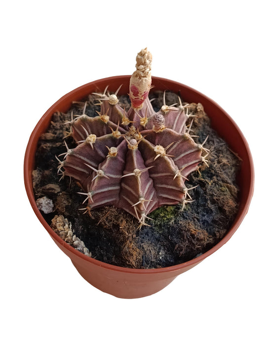Gymnocalycium Mihanovichii Planta Suculenta Natural Ø8_0