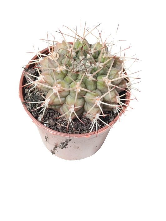 Gymnocalycium Schickendantzii Planta Suculenta Natural Ø5_0
