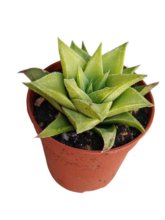 Haworthia Angustifolia Var. Baylissii Planta Suculenta Natural Ø5_0
