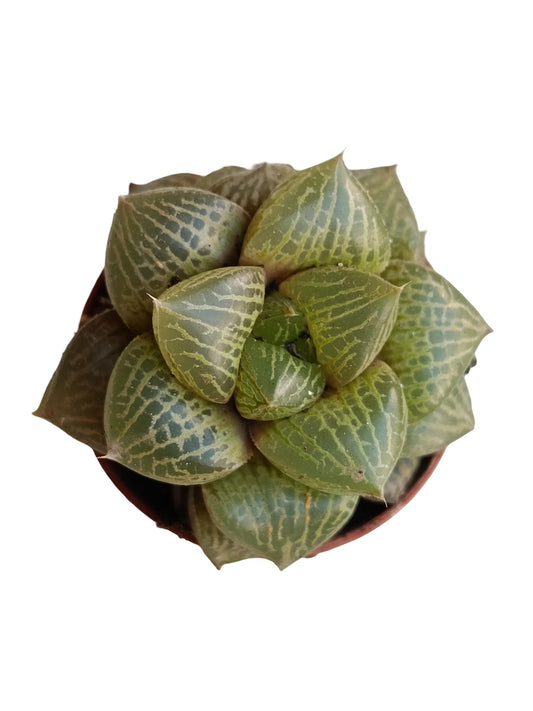 Haworthia Emelyae Var. Comptoniana Planta Suculenta Natural Ø5_0