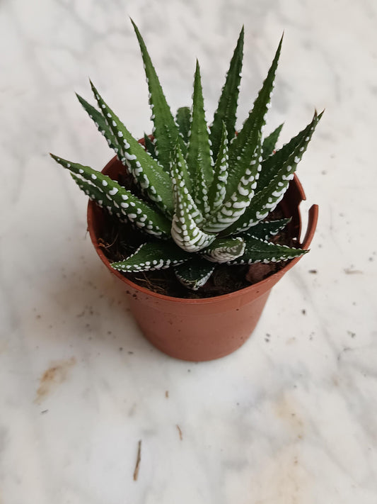 Haworthia Fasciata Planta Suculenta Ø5 Cm_0