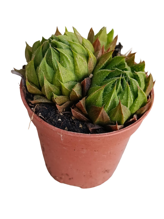 Haworthia Mucronata Planta Suculenta Natural Ø5_0