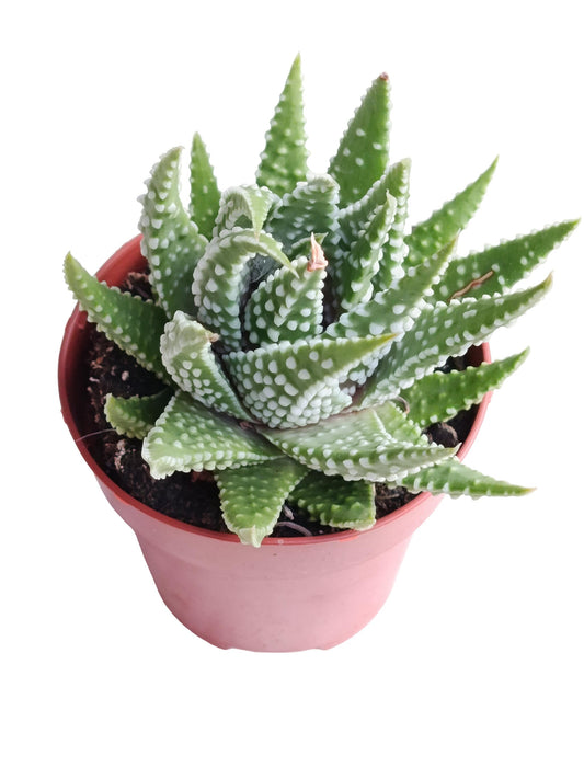 Haworthia Pumila Planta Suculenta Natural Ø8_0
