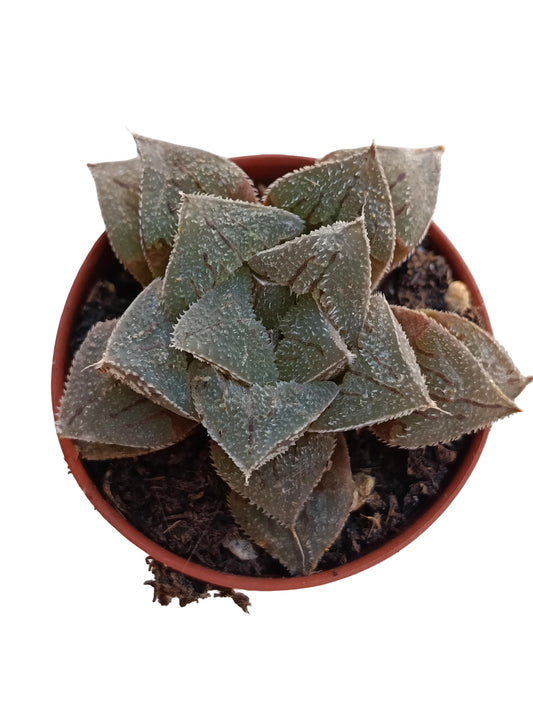 Haworthia Rosalinda Planta Suculenta Natural Ø5_0