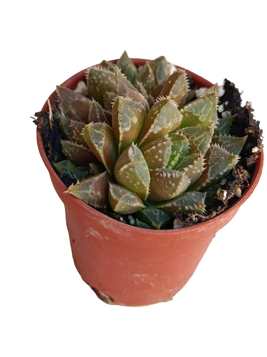 Haworthia Rossouwii Var. Calcarea Planta Suculenta Natural Ø5_0
