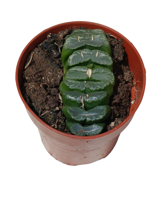 Haworthia Truncata Planta Suculenta Natural Ø8_0