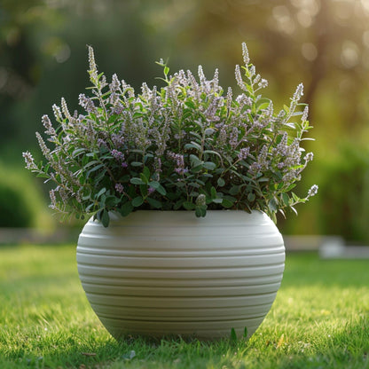 Hebe De Hojas Gruesas - 36 Pzs - Hebe Pinguifolia - Altura 15-20cm - ⌀105cm_1