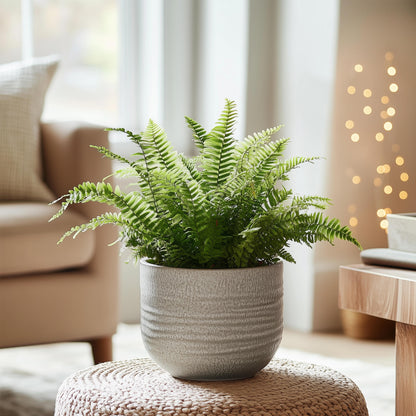 Helecho Espada - Nephrolepis 'duffii' - Altura 25-40cm - ⌀12cm_1