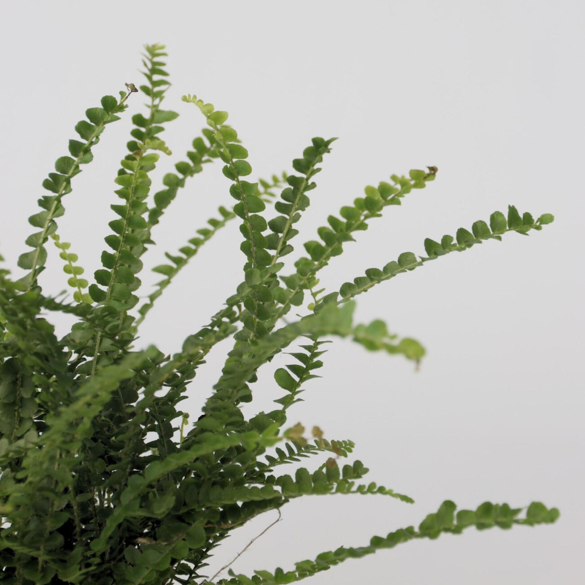 Helecho Espada - Nephrolepis 'duffii' - Altura 25-40cm - ⌀12cm_3
