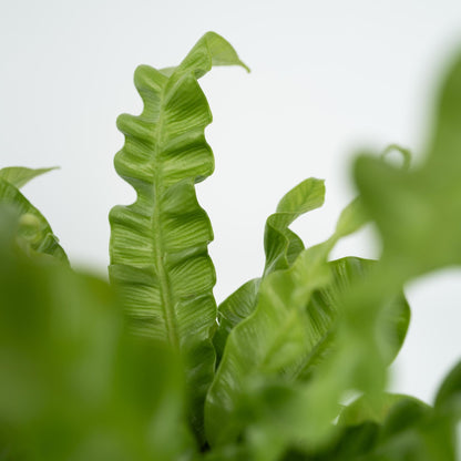 Helecho Nido De Ave - 2 Pzs - Asplenium 'crispy Wave' - Altura 25-40cm - ⌀12cm_3