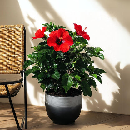 Hibisco Chino - Hibiscus Rosa-sinensis - Altura 40-50cm - Ø17cm_1
