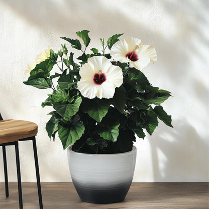 Hibisco Chino - Hibiscus Rosa-sinensis - Altura 40-50cm - Ø17cm_1