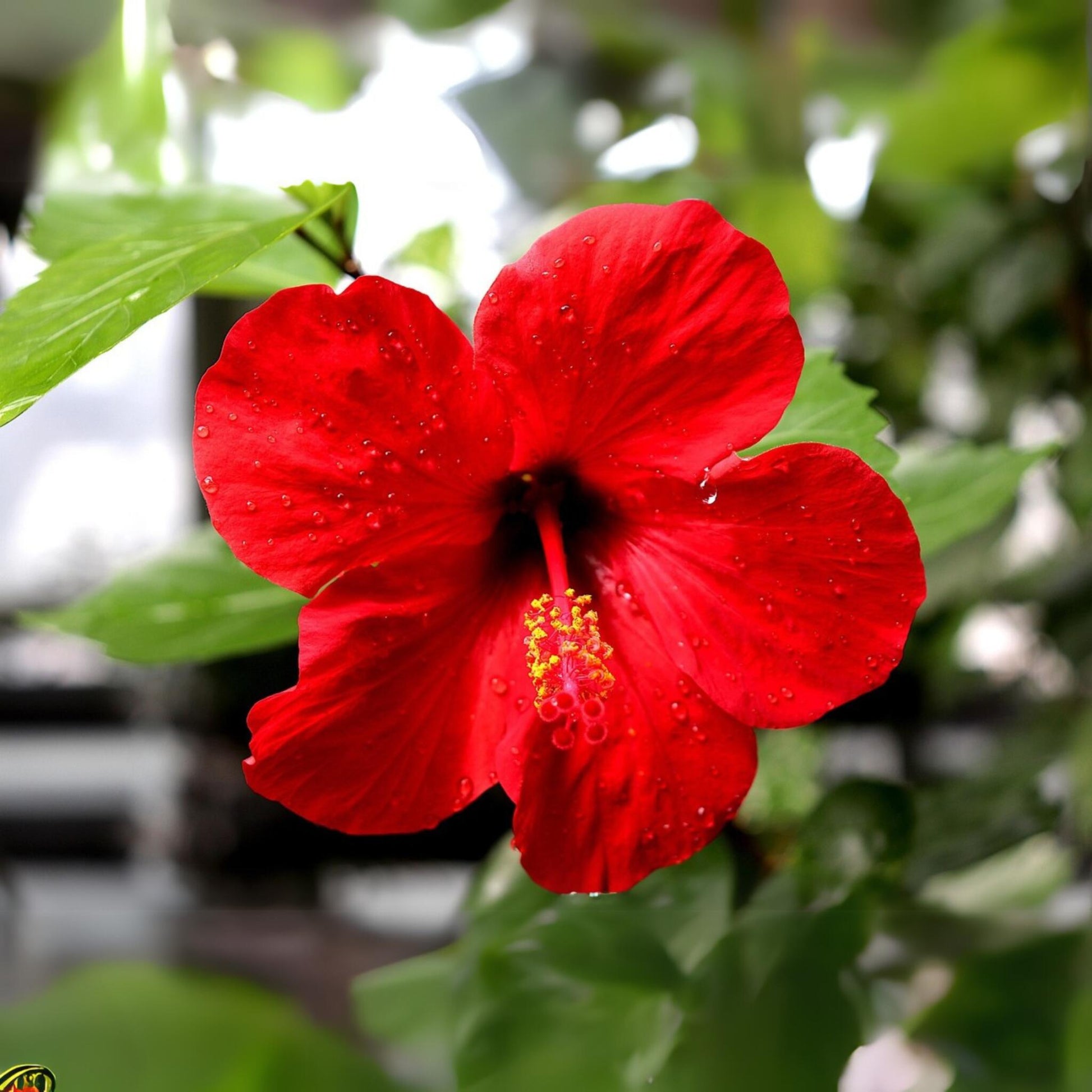 Hibisco Chino - Hibiscus Rosa-sinensis - Altura 40-50cm - Ø17cm_3