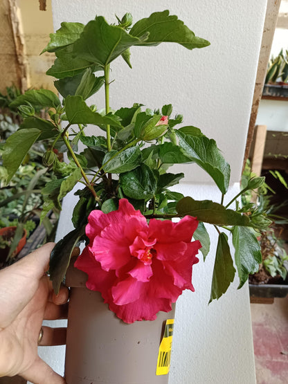 Hibiscus Arbustivo De Flor Surtida Ø14-40 Cm_2