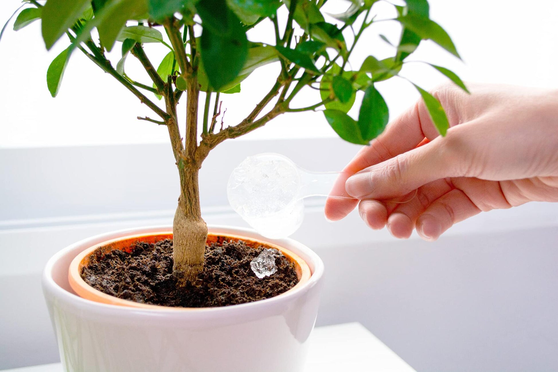 Hidrogel Para Plantas | Water Plants 500g | Perlas Retenedoras De Agua Para Reducir La Frecuencia De Riego_1