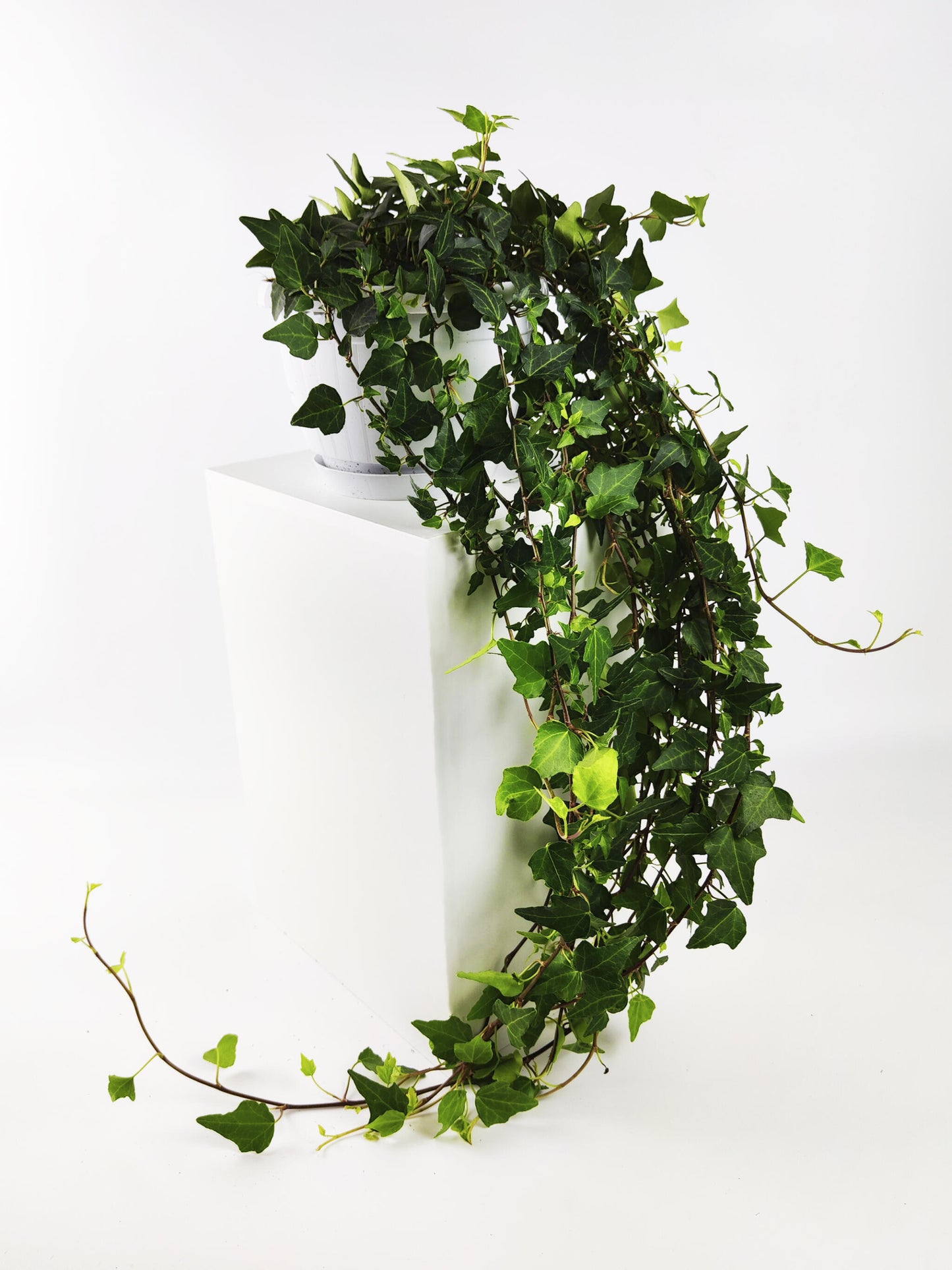 Hiedra O Hedera Colgante | Largo 110cm - Diámetro 24cm_0