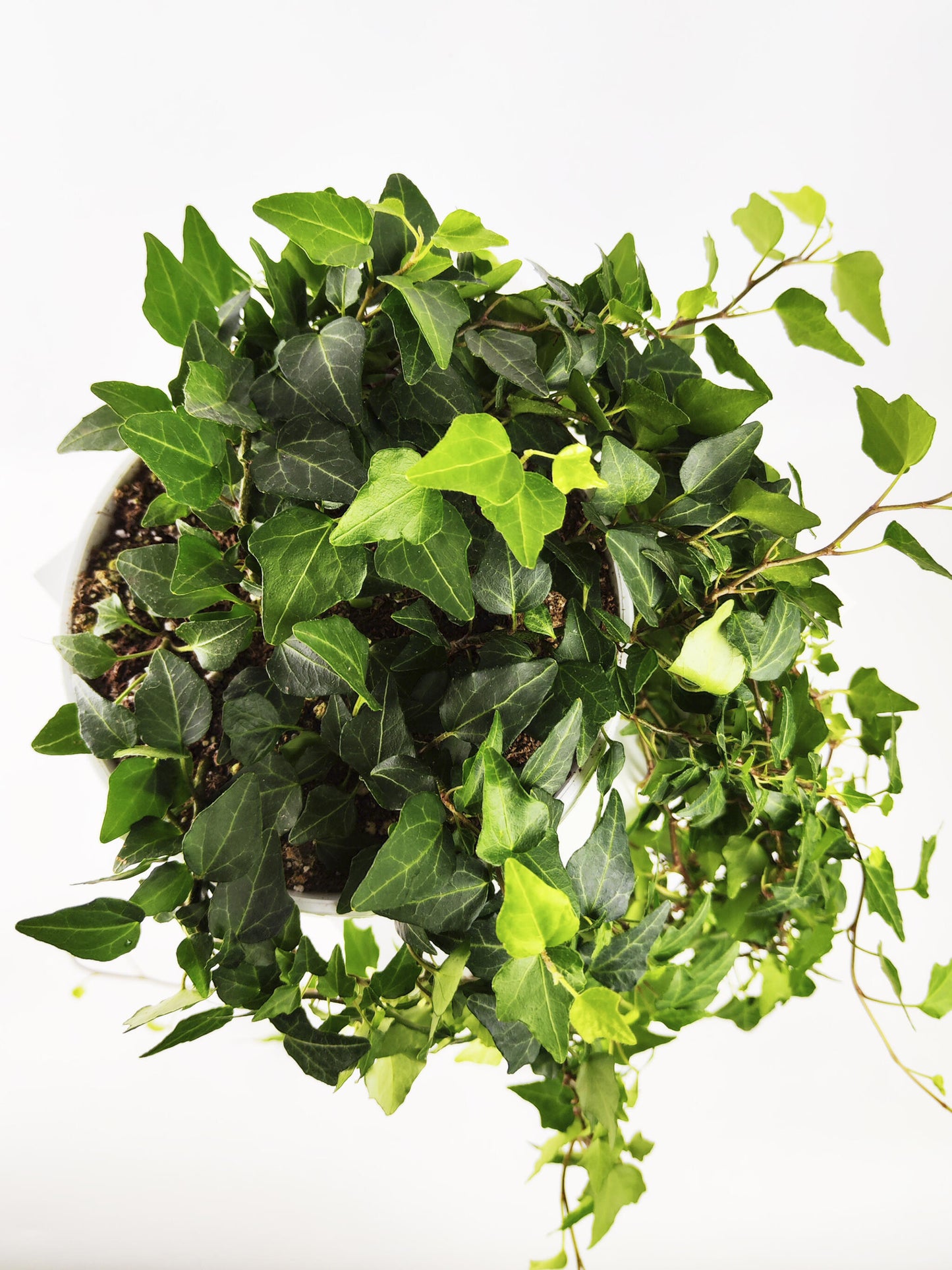 Hiedra O Hedera Colgante | Largo 110cm - Diámetro 24cm_4
